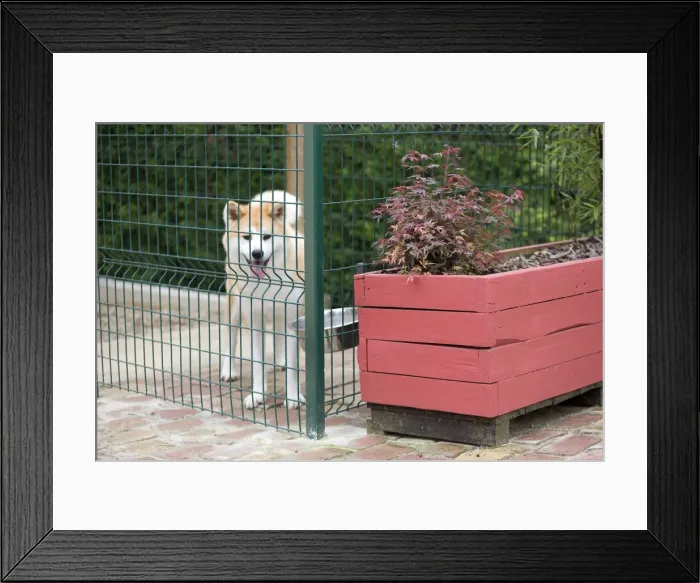 Framed Print : Dog - Akita / Akita Inu - in dog run / cage. Also known as Japanese Akita Framed Print : Dog - Akita / Akita Inu - in dog run / cage. Also known as Japanese Akita