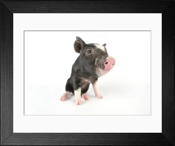 Framed Print : Pig. Berkshire piglet Framed Print : Pig. Berkshire piglet