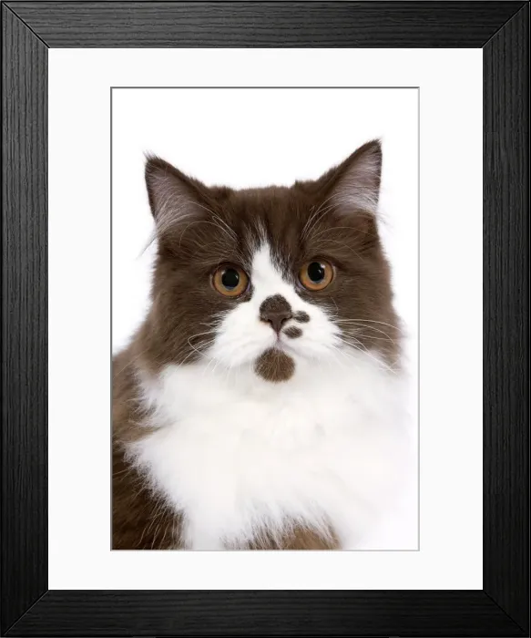 Framed Print : Cat - British long haired kitten