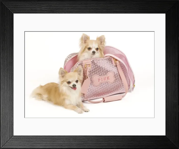 Framed Print : Dog - two Long-haired Chihuahuas in studio, one in pink dog carrying bag Framed Print : Dog - two Long-haired Chihuahuas in studio, one in pink dog carrying bag