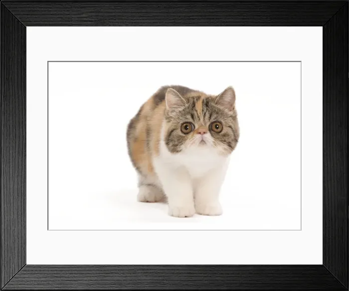 Framed Print : Cat - Exotic brown blotched tortie tabby & white kitten in studio Framed Print : Cat - Exotic brown blotched tortie tabby & white kitten in studio