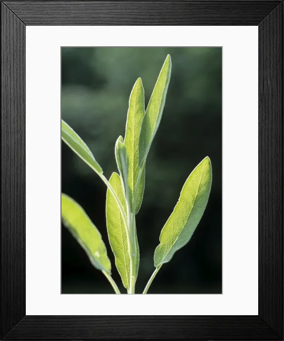 Framed Print : Sage. ME-1730. Sage. Johan De Meester. Please note that prints are for Framed Print : Sage. ME-1730. Sage. Johan De Meester. Please note that prints are for