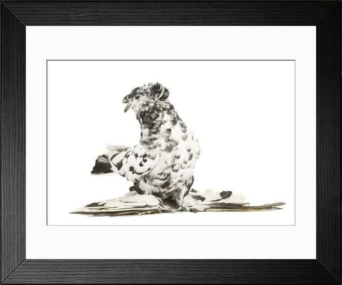 Framed Print : Fancy Pigeon Breed - German Trumpeter in studio