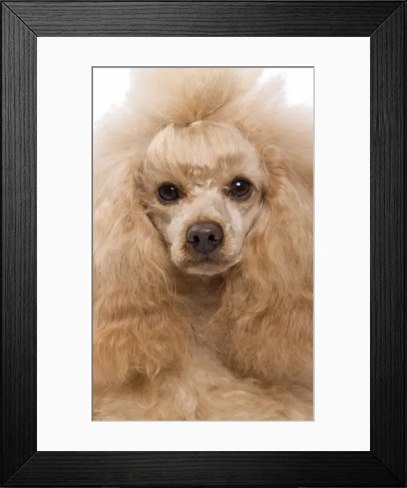Framed Print : Dog - Apricot Miniature Poodle Framed Print : Dog - Apricot Miniature Poodle