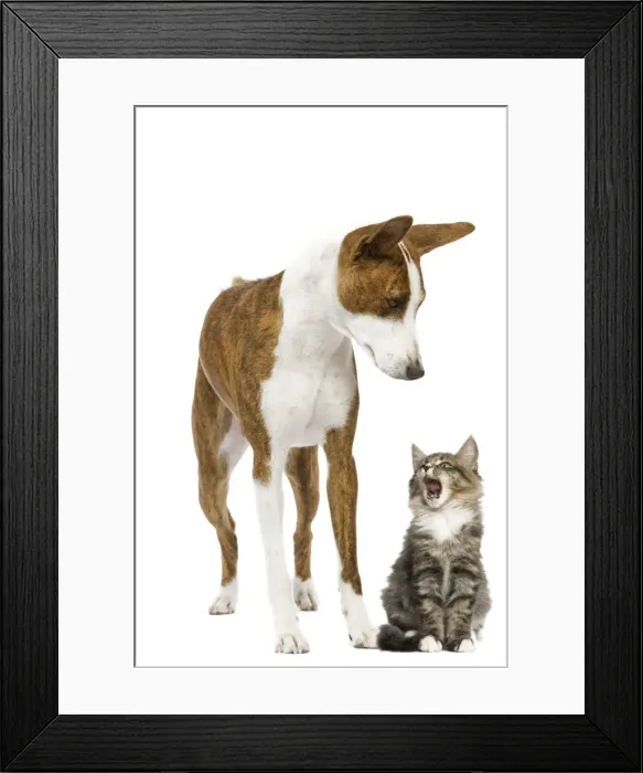 Framed Print : Dog - Basenji in studio with cat Framed Print : Dog - Basenji in studio with cat