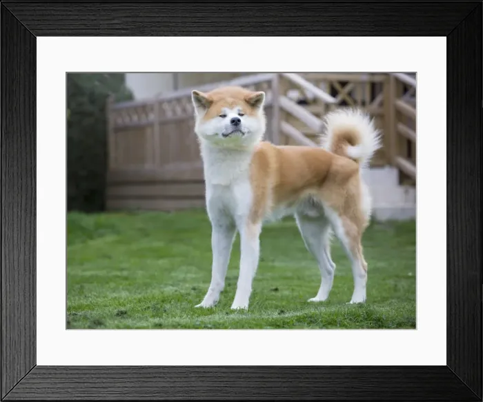 Framed Print : Dog - Akita Inu