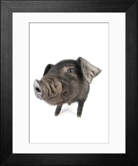 Framed Print : Pig. Large black piglet Framed Print : Pig. Large black piglet