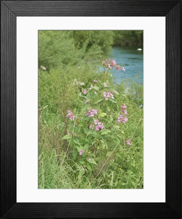 Framed Print : Himalayan balsam plants invading banks of River Wye, UK Framed Print : Himalayan balsam plants invading banks of River Wye, UK