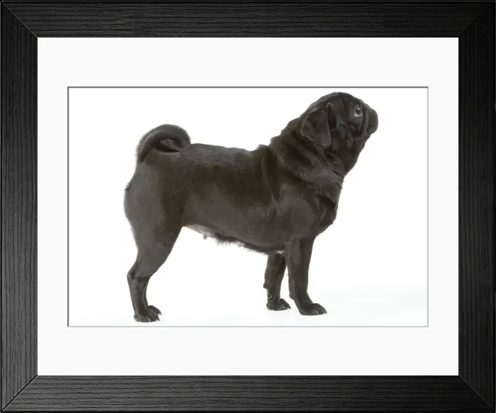 Framed Print : Dog - Pug / Carlin / Mops Framed Print : Dog - Pug / Carlin / Mops
