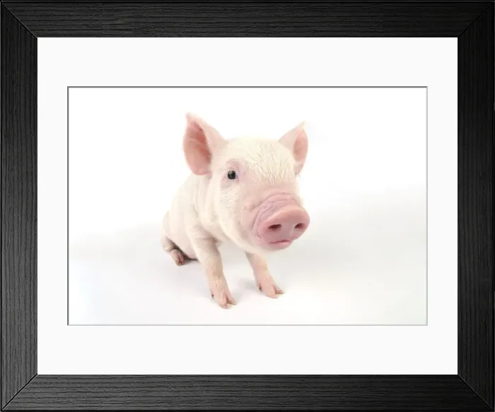 Framed Print : Pig. Middle White piglet Framed Print : Pig. Middle White piglet