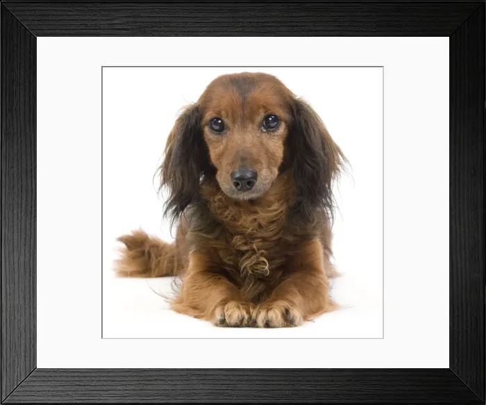 Framed Print : Long-Haired Dachshund / Teckel Dog - 15 year old in studio. Also known as Doxie / Doxies in the US Framed Print : Long-Haired Dachshund / Teckel Dog - 15 year old in studio. Also known as Doxie / Doxies in the US