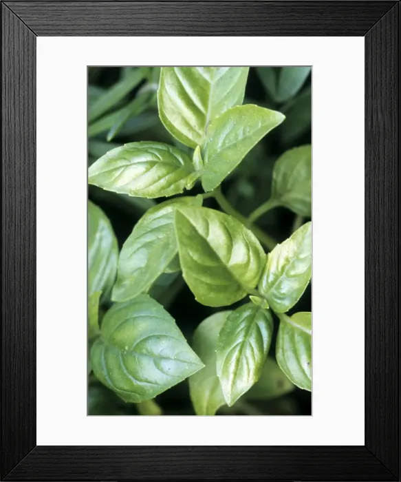 Framed Print : Basil. ME-1689. Basil. Ocimum basilicum. herb Framed Print : Basil. ME-1689. Basil. Ocimum basilicum. herb