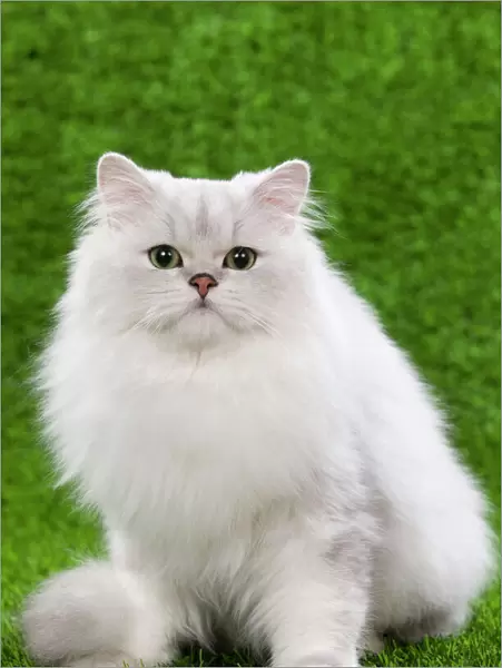 Cat - Persian Chinchilla kitten - black & silver