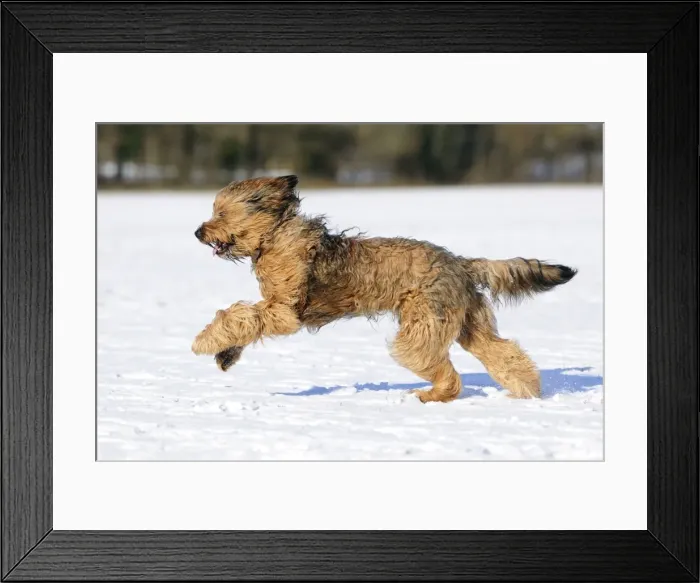 Framed Print : DOG. Briard running through the snow
