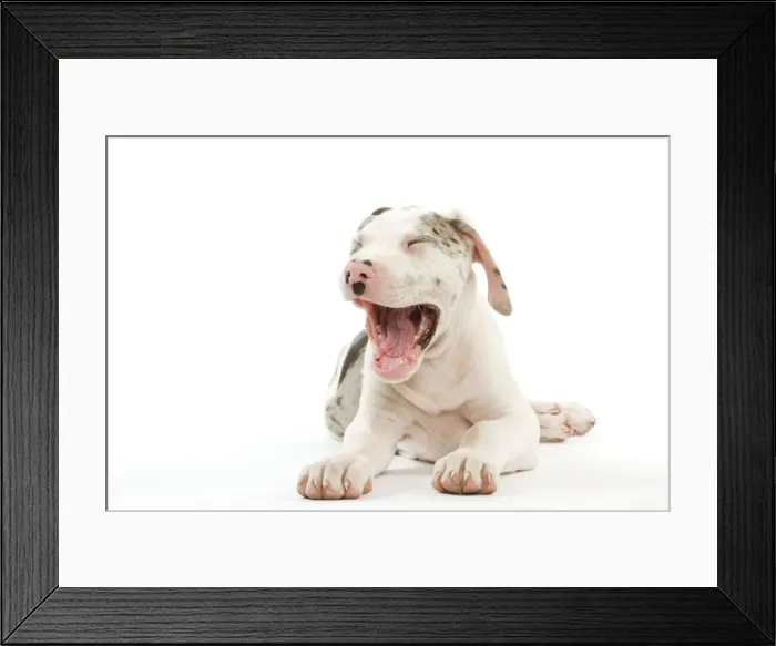 Framed Print : Dog - Great Dane / German Mastiff / Deutsche Dogge / Dogue Allemand (French) - 10 week old puppy yawning Framed Print : Dog - Great Dane / German Mastiff / Deutsche Dogge / Dogue Allemand (French) - 10 week old puppy yawning