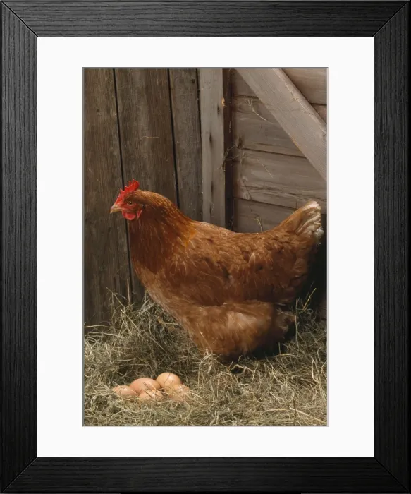 Framed Print : Chicken - hen with eggs Framed Print : Chicken - hen with eggs