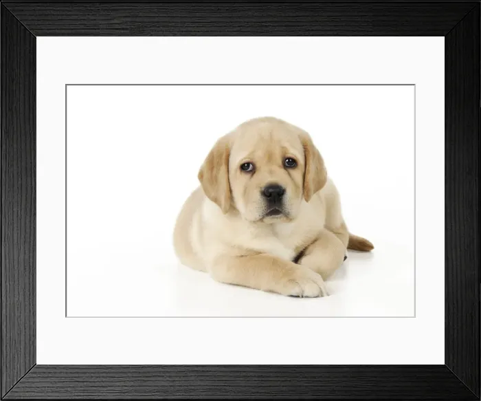 Framed Print : DOG. Yellow labrador puppy laying down Framed Print : DOG. Yellow labrador puppy laying down
