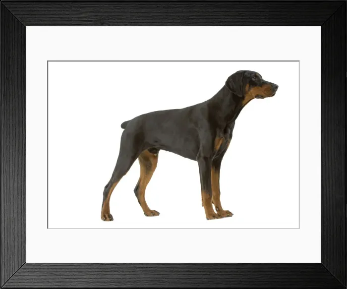 Framed Print : Dog - Doberman WE0T1052 Framed Print : Dog - Doberman WE0T1052