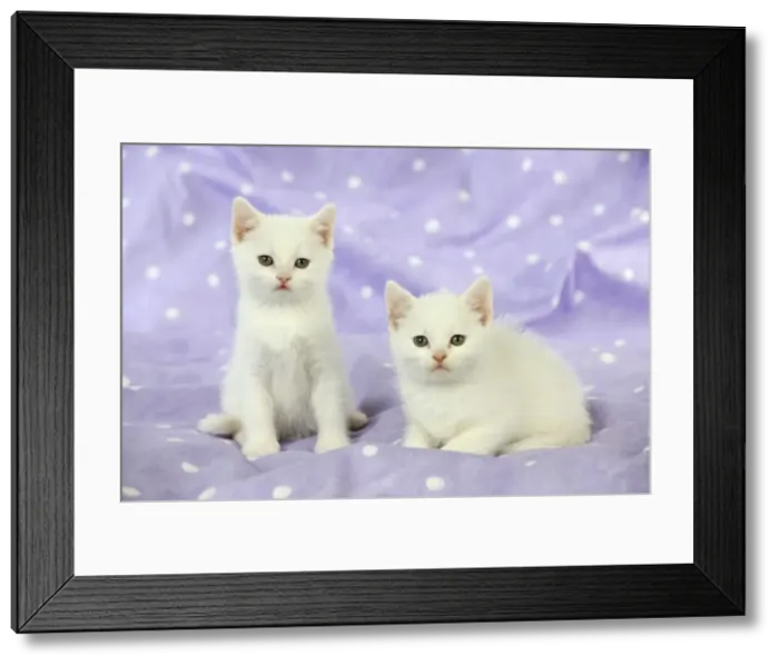 Framed Print : CAT. Kittens sitting together Framed Print : CAT. Kittens sitting together