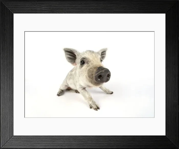 Framed Print : Pig. Mangalitza piglet on white background Framed Print : Pig. Mangalitza piglet on white background