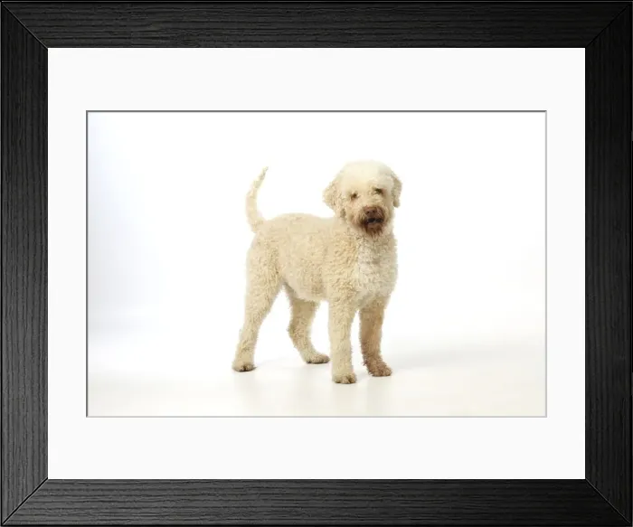 Framed Print : DOG. Lagotto romagnolo Framed Print : DOG. Lagotto romagnolo