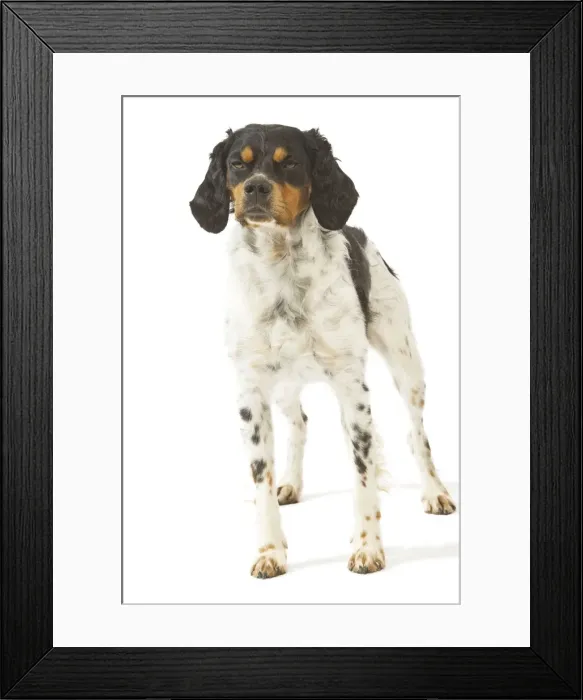 Framed Print : Dog - Brittany / Epagneul Breton Framed Print : Dog - Brittany / Epagneul Breton