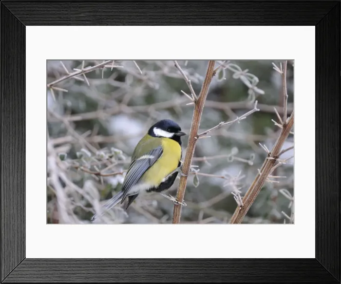 Framed Print : Bird. Great Tit Framed Print : Bird. Great Tit