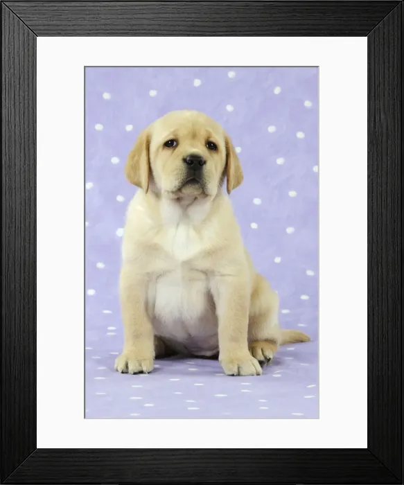 Framed Print : DOG. Yellow labrador puppy sitting down Framed Print : DOG. Yellow labrador puppy sitting down
