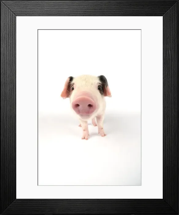 Framed Print : Pig. Gloucester old spot piglet on white background Framed Print : Pig. Gloucester old spot piglet on white background