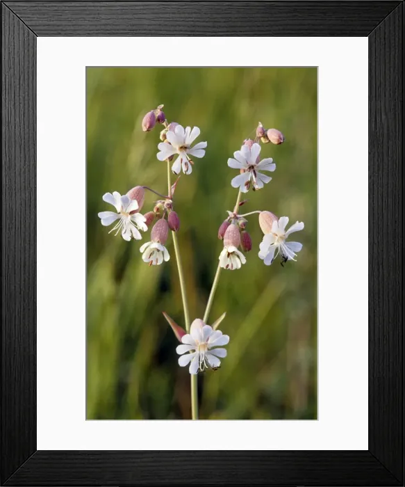Framed Print : White Campion Framed Print : White Campion