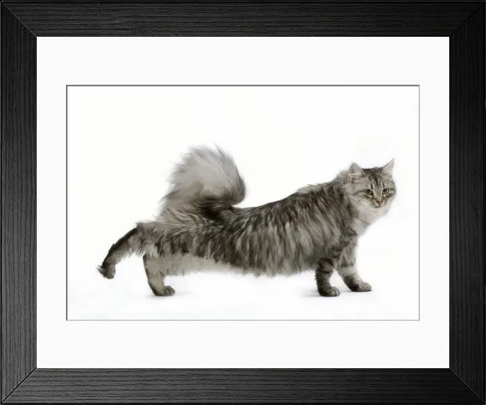 Framed Print : Cat - Siberian - long-haired black & silver mackerel tabby Framed Print : Cat - Siberian - long-haired black & silver mackerel tabby