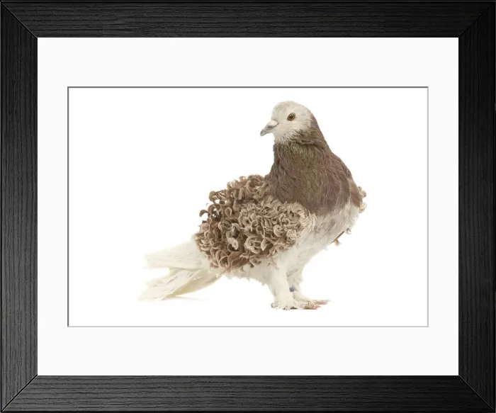 Framed Print : Fancy Pigeon Breed - Hungarian Frillback (Frise hongrois) in studio Framed Print : Fancy Pigeon Breed - Hungarian Frillback (Frise hongrois) in studio