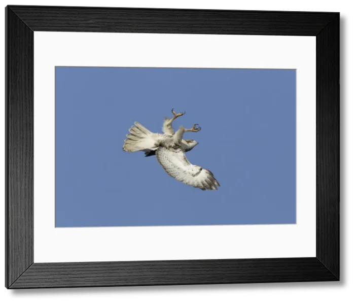 Framed Print : Red-shouldered Hawk - immature bird in flight flipping over to defend against a peregrine falcon during fall migration - October in Connecticut - USA Framed Print : Red-shouldered Hawk - immature bird in flight flipping over to defend against a peregrine falcon during fall migration - October in Connecticut - USA