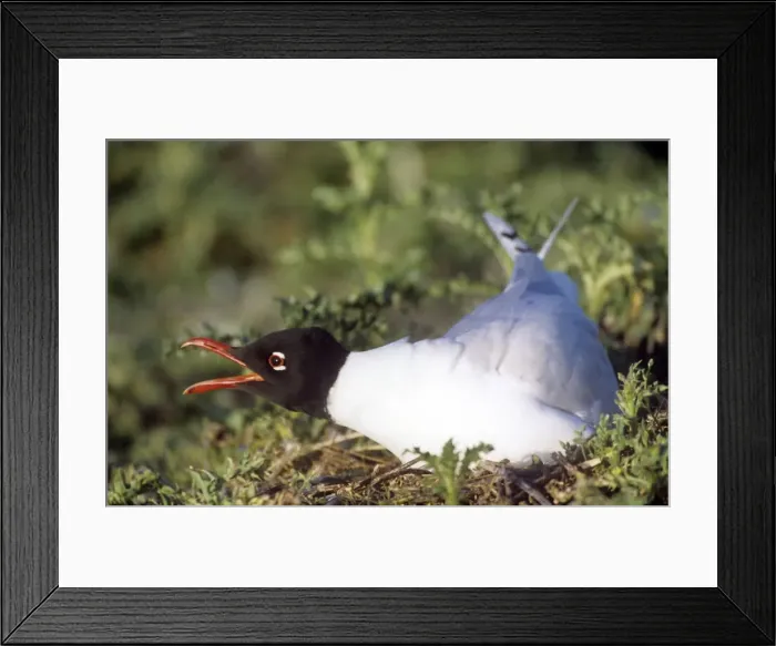 Framed Print : Mediterranean Gull - on nest Framed Print : Mediterranean Gull - on nest