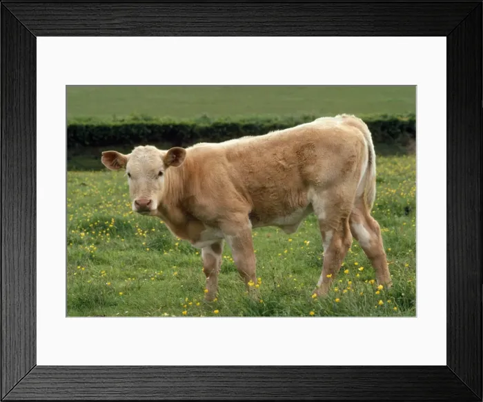 Framed Print : Charolaise Cattle Framed Print : Charolaise Cattle