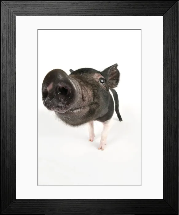 Framed Print : Pig. Saddleback cross piglet Framed Print : Pig. Saddleback cross piglet