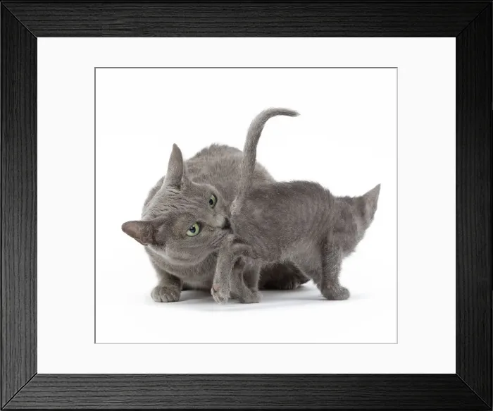 Framed Print : Cat - Korat - adult cleaning / washing kitten in studio Framed Print : Cat - Korat - adult cleaning / washing kitten in studio