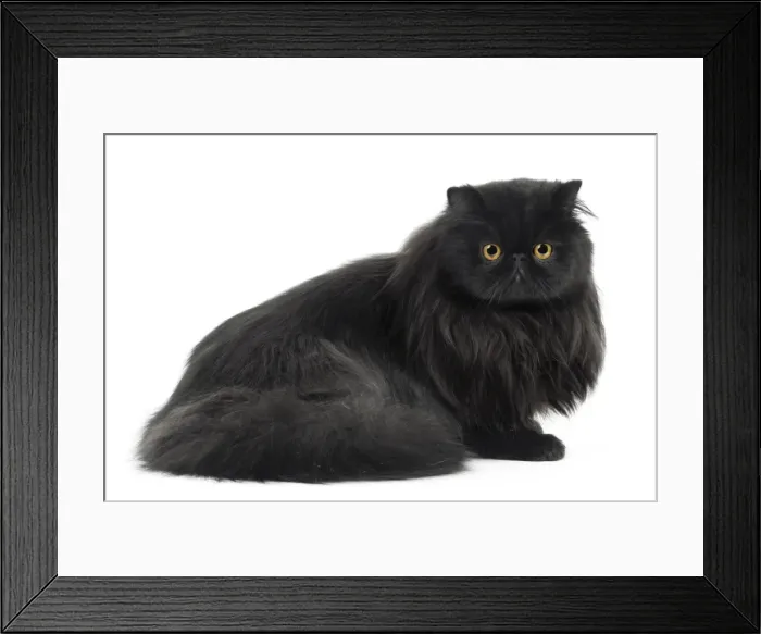 Framed Print : Cat - Black Persian in studio Framed Print : Cat - Black Persian in studio