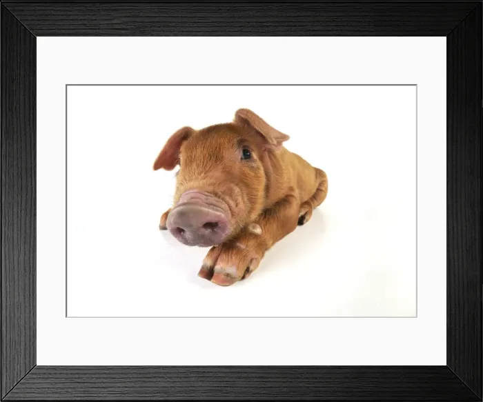 Framed Print : Pig. Duroc piglet on white background Framed Print : Pig. Duroc piglet on white background