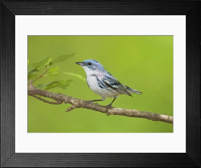 Framed Print : Cerulean Warbler on breeding terriroty in spring. May in Connecticut, USA Framed Print : Cerulean Warbler on breeding terriroty in spring. May in Connecticut, USA