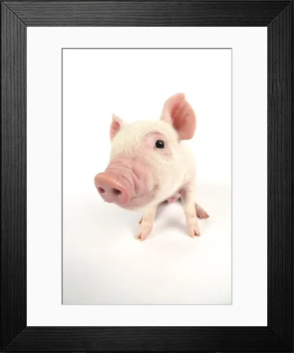Framed Print : Pig. Middle White piglet Framed Print : Pig. Middle White piglet
