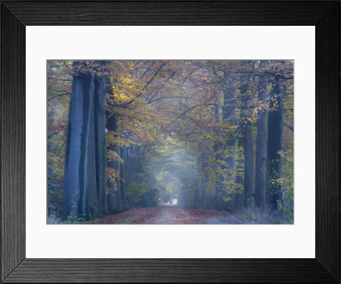 Framed Print : Beech Trees - woodland path - Belgium Framed Print : Beech Trees - woodland path - Belgium