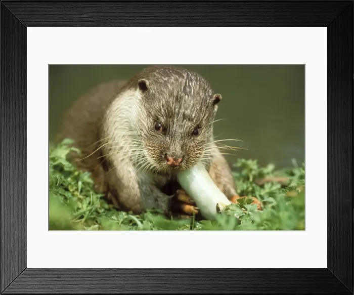 Framed Print : European Otter Framed Print : European Otter