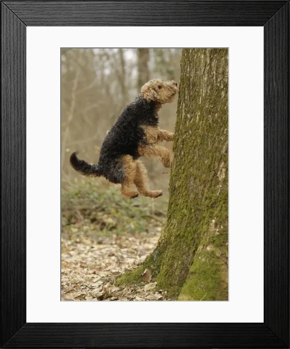 Framed Print : Welsh Terrier Framed Print : Welsh Terrier