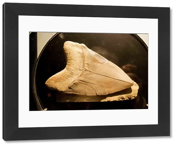 Fossil tooth of megalodon or megatooth shark Oceanopolis Brest Brittany France