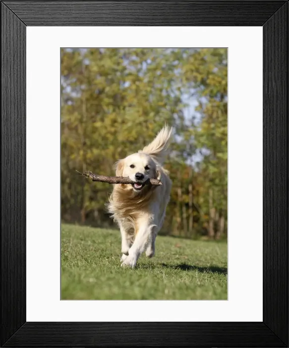 Framed Print : Dog - Golden Retriever carrying stick Framed Print : Dog - Golden Retriever carrying stick