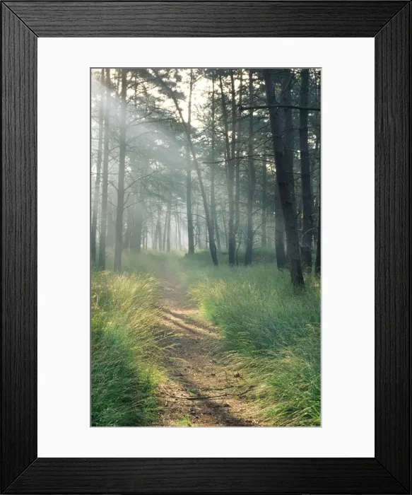 Framed Print : Scots Pine wood and path Framed Print : Scots Pine wood and path