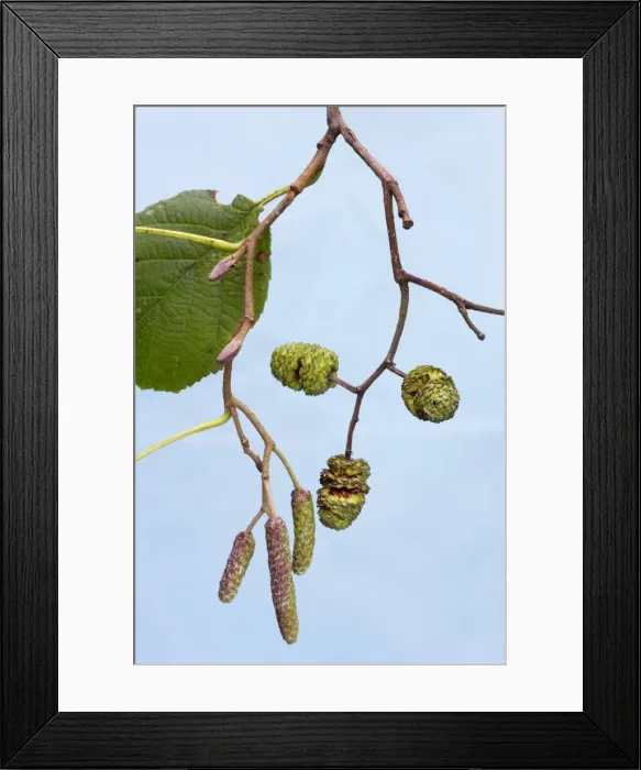 Framed Print : Alder Tree - leaf & catkins Framed Print : Alder Tree - leaf & catkins