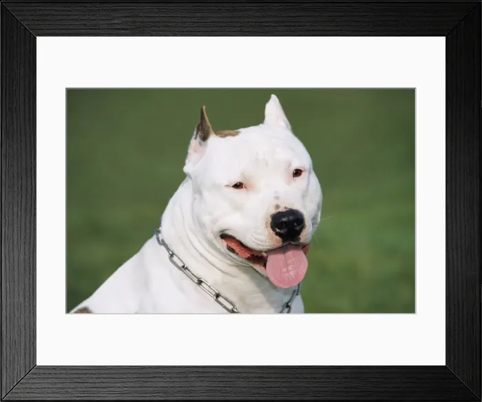 Framed Print : Dog - American Staffordshire Bull Terrier, Head shot showing tongue Framed Print : Dog - American Staffordshire Bull Terrier, Head shot showing tongue
