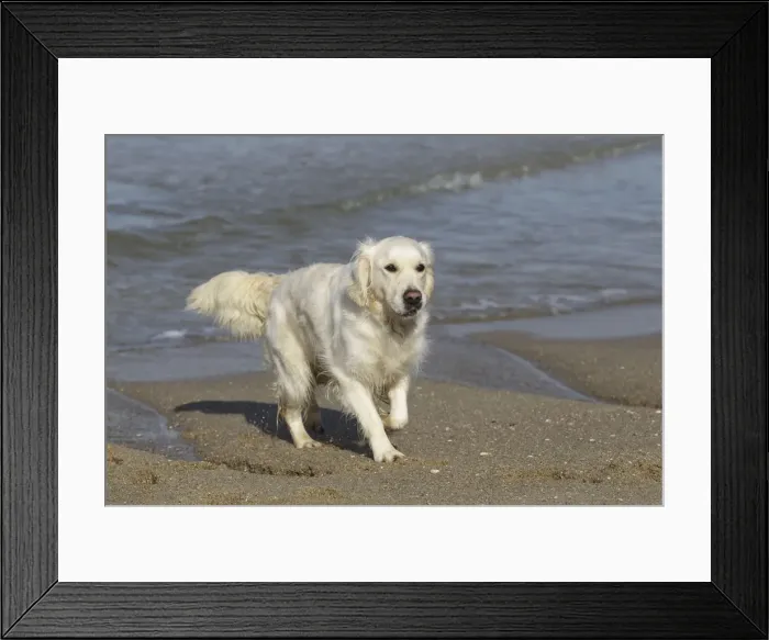Framed Print : Dog - Golden Retreiver playing on beach Framed Print : Dog - Golden Retreiver playing on beach